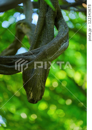 藤島の藤 122343678