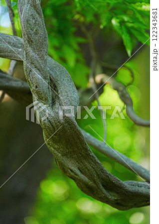 藤島の藤 122343681