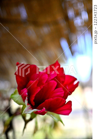 赤い寒牡丹　富山県中央植物園 122343723