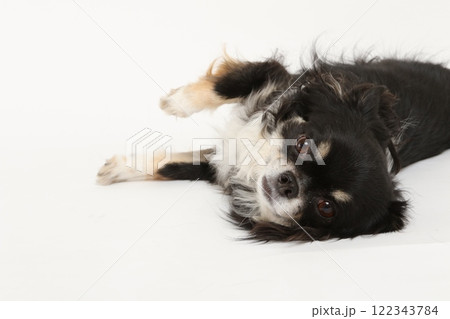 撫でてほしくてお腹をだすチワワ 122343784