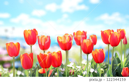 Red tulips in rays of sunlight on abstract sunny blurred spring background. Spring picturesque scene with tulips flowers and blue sky background. Horizontal banner with spring flowers 122344159