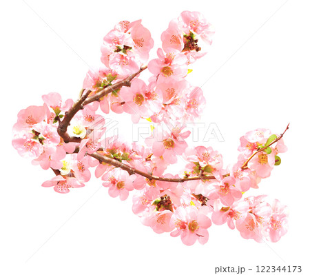 Branch of Japanese Quince (Chaenomeles japonica) with flowers of pink color. Spring branch of blooming Quince. Isolated on white background Branch of Japanese Quince (Chaenomeles japonica) with flowers of pink color. Spring branch of blooming Quince. Isolated on white background 122344173
