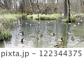 Ducks floating peacefully on a picturesque pond surrounded by reeds, grasses, and bare trees. Serene wetland habitat with reflections, vibrant wildlife, and rustic natural charm in a tranquil forest 122344375