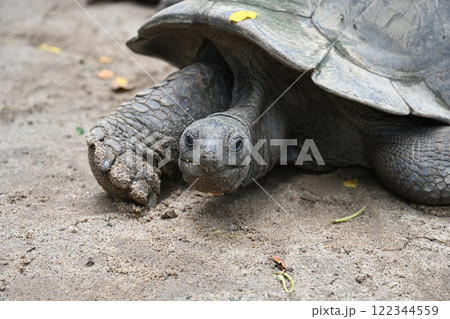 Lovely big Seychelles Tortoise in its natural habitat 122344559
