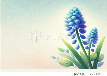 ムスカリの花 ムスカリの花 122344562