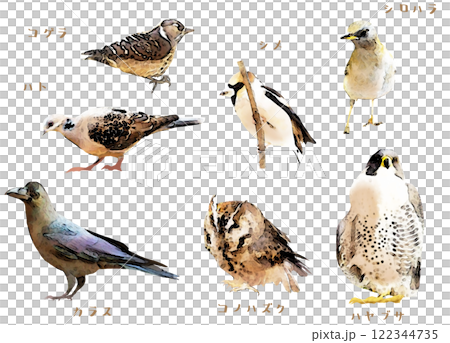 野生鳥類材料集 野生鳥類材料集 122344735