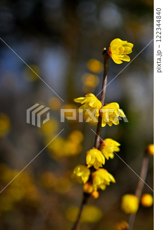 ロウバイの花　ソシンロウバイ 122344840