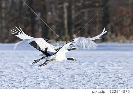 丹頂鶴・飛行 122344870