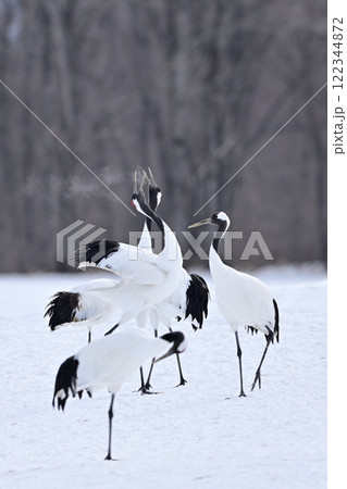丹頂鶴・鳴き合い 丹頂鶴・鳴き合い 122344872