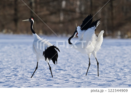 丹頂鶴 丹頂鶴 122344909
