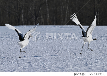 丹頂鶴・助走 122344959