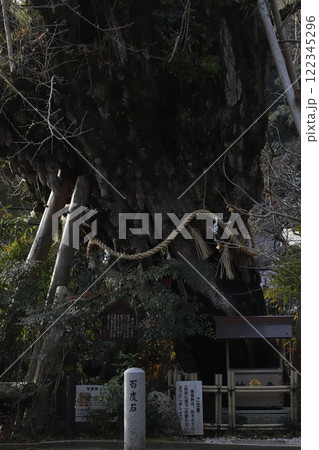 奈良県御所・葛城一言主神社の御神木 奈良県御所・葛城一言主神社の御神木 122345296