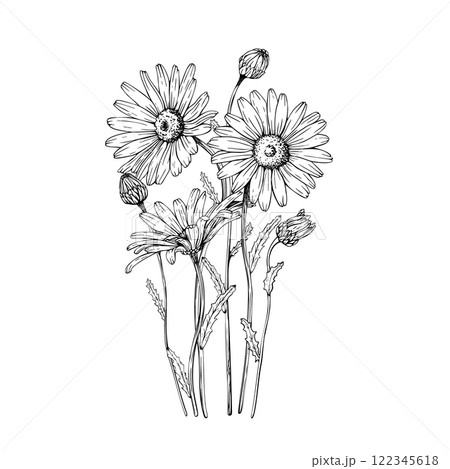 Composition with blooming wildflower daisy, chamomile blooms and buds. Vector illustration. Sketch painted by black inks. Black line on white isolated background. For clip art card logo package Composition with blooming wildflower daisy, chamomile blooms and buds. Vector illustration. Sketch painted by black inks. Black line on white isolated background. For clip art card logo package 122345618