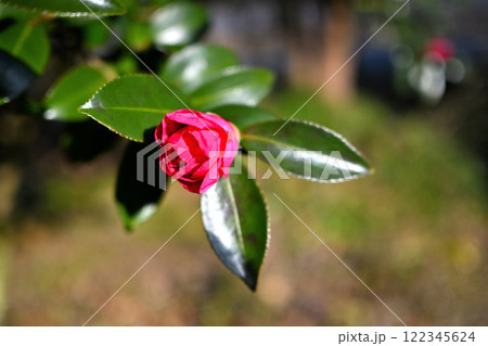 寒椿の花 富山中央植物園 寒椿の花 富山中央植物園 122345624