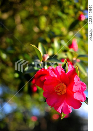 寒椿の花　富山県中央植物園 122345940