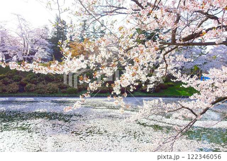 満開の桜 花筏 松が岬公園 さくら サクラ ソメイヨシノ 満開の桜 花筏 松が岬公園 さくら サクラ ソメイヨシノ 122346056