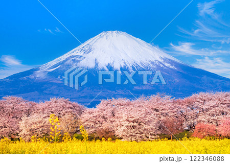 桜 菜の花 富士山 桜 菜の花 富士山 122346088