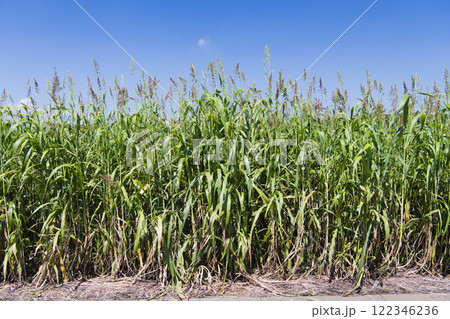 ひえ畑 ひえ畑 122346236