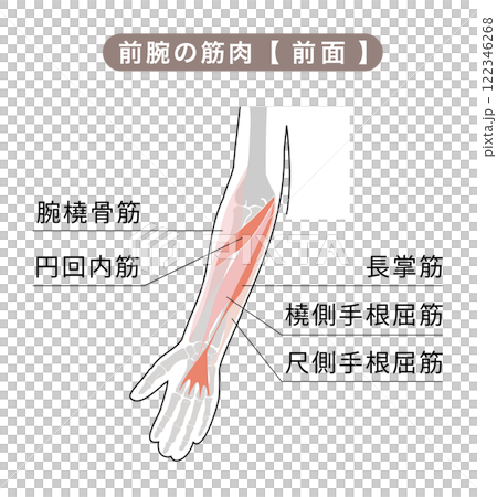 前腕の骨格と主な筋肉のシンプルな図説イラスト 前腕の骨格と主な筋肉のシンプルな図説イラスト 122346268