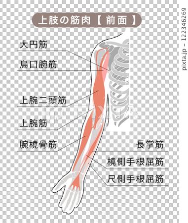 前腕の骨格と主な筋肉のシンプルな図説イラスト 前腕の骨格と主な筋肉のシンプルな図説イラスト 122346269