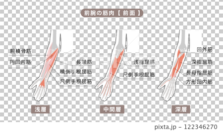 前臂骨骼和主要肌肉的簡單圖解 122346270
