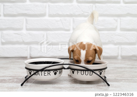 Dog. Jack Russell Terrier puppy isolated on white background 122346316