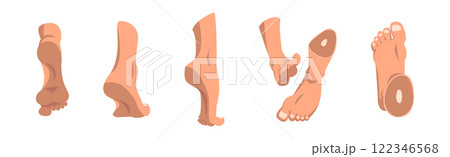 Human Feet as Body Part with Ankle Vector Set 122346568