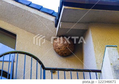 スズメバチの巣 122346671