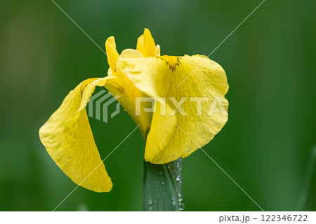 雨上がりの黄色い花菖蒲 雨上がりの黄色い花菖蒲 122346722