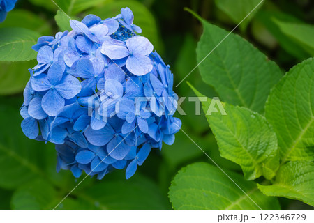 見頃の紫陽花 見頃の紫陽花 122346729