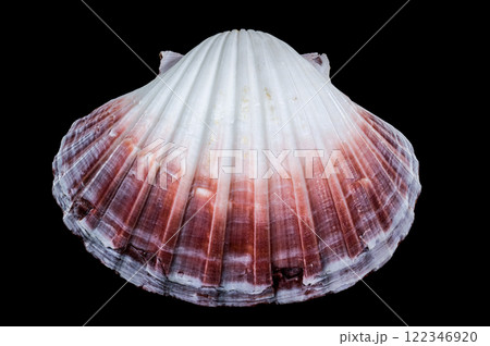 Pecten jacobaeus scallop shell on black background Pecten jacobaeus scallop shell on black background 122346920
