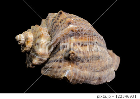 Rapana venosa seashell on black background Rapana venosa seashell on black background 122346931