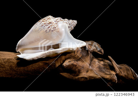 Lobatus raninus seashell on driftwood black background 122346943