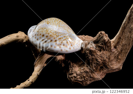 Naria erosa cowry on driftwood  black background 122346952