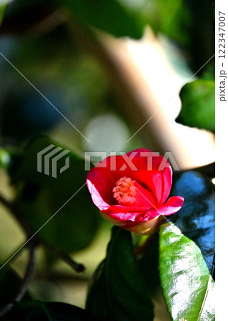 椿の花 小夜侘助 富山県中央植物園 椿の花 小夜侘助 富山県中央植物園 122347007