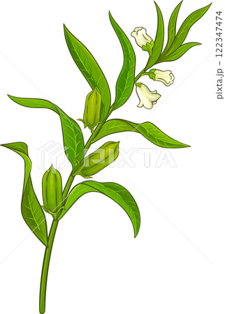 Sesame Branch with Flowers and Leaves Colored Detailed Illustration. 122347474