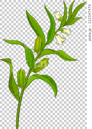 Sesame Branch with Flowers and Leaves Colored Detailed Illustration. 122347474