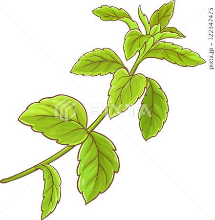 Stevia Branch Plant with Leaves Colored Detailed Illustration. Natural sweetener for health care 122347475