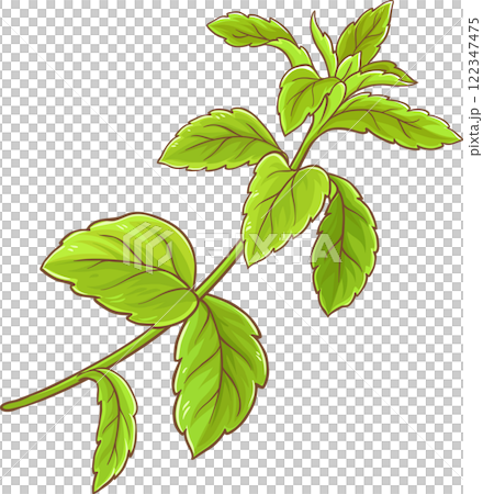 Stevia Branch Plant with Leaves Colored Detailed Illustration. Natural sweetener for health care 122347475
