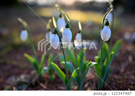 群生するスノードロップ　富山県中央植物園 122347487
