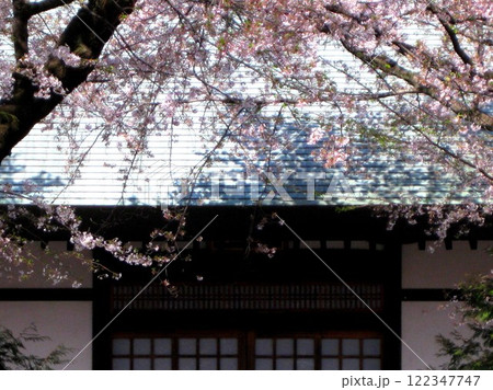 九品仏浄真寺境内の桜 122347747