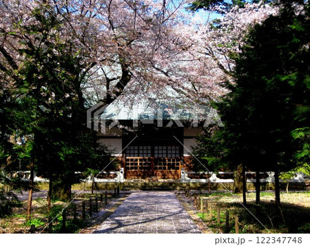 九品仏浄真寺境内の桜 122347748