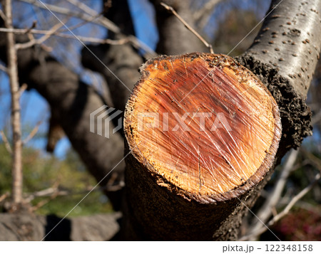 剪定され、保護剤を塗られたサクラの幹 122348158