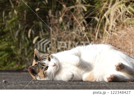 キュートな三毛猫 キュートな三毛猫 122348427