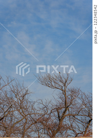 枝先にとまった一羽のムクドリ 枝先にとまった一羽のムクドリ 122348542