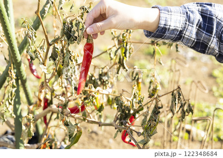 唐辛子を持つ女性 122348684
