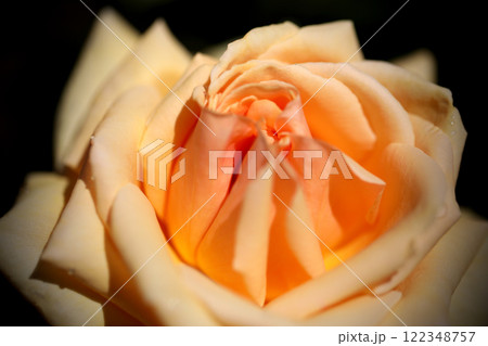 満開のバラの花のアップ 満開のバラの花のアップ 122348757