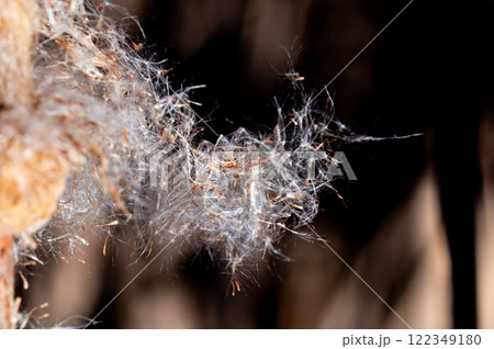 間もなく旅立つ蒲の穂 122349180