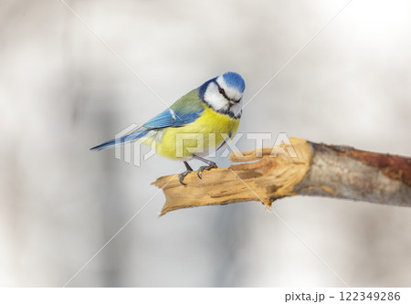 Little bird perching on a tree. Blue tit. Parus caeruleus Little bird perching on a tree. Blue tit. Parus caeruleus 122349286