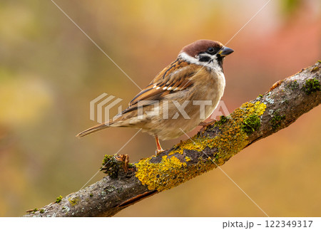 Little bird perching on branch of tree. Sparrow. Passer montanus Little bird perching on branch of tree. Sparrow. Passer montanus 122349317